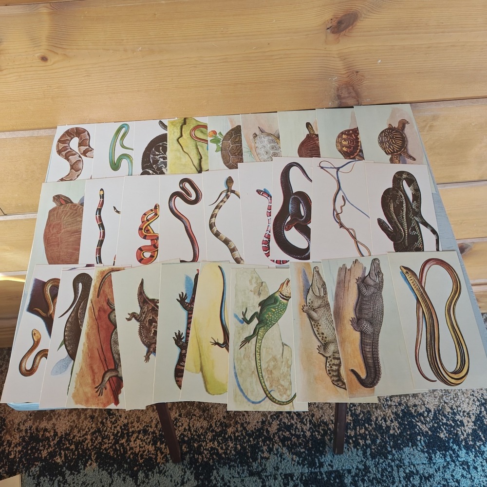 1962 McGraw Hill Teach-Me About Reptiles Flash Cards 48 Color Cards ZC3 - Picture 4 of 5